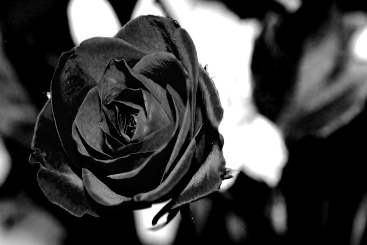 Rosa nera segno di lutto foto rete newsabruzzo.it 20221230