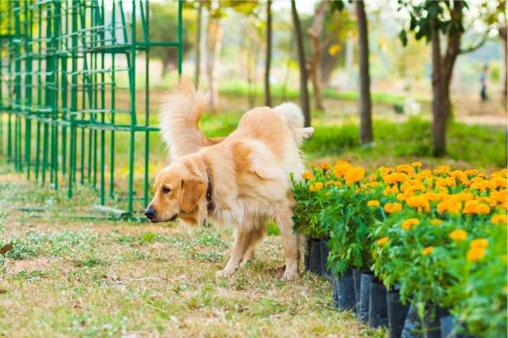 Cane e gatto: i sintomi delle infezioni urinarie