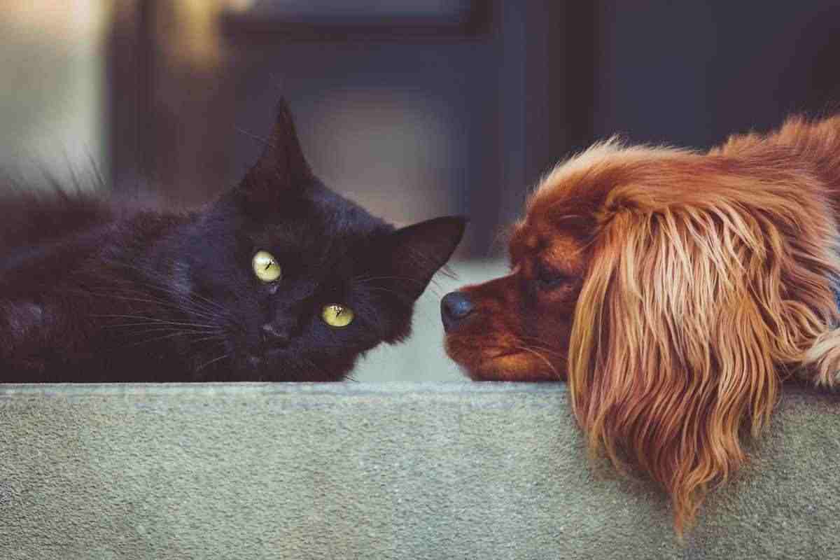 Cane e gatto: i sintomi delle infezioni urinarie