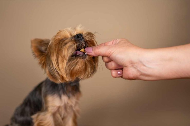 Alimentazione del cane: attenti a questi errori