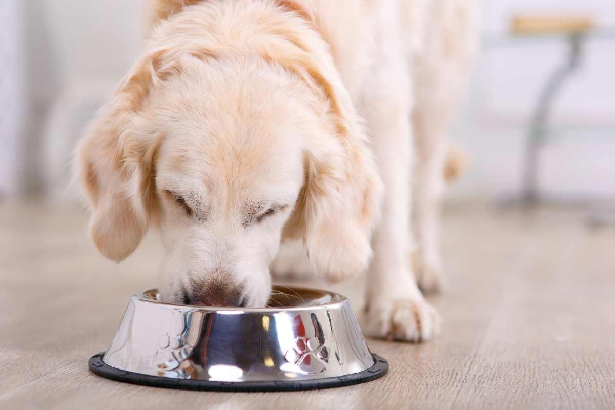 Alimentazione del cane: attenti a questi errori