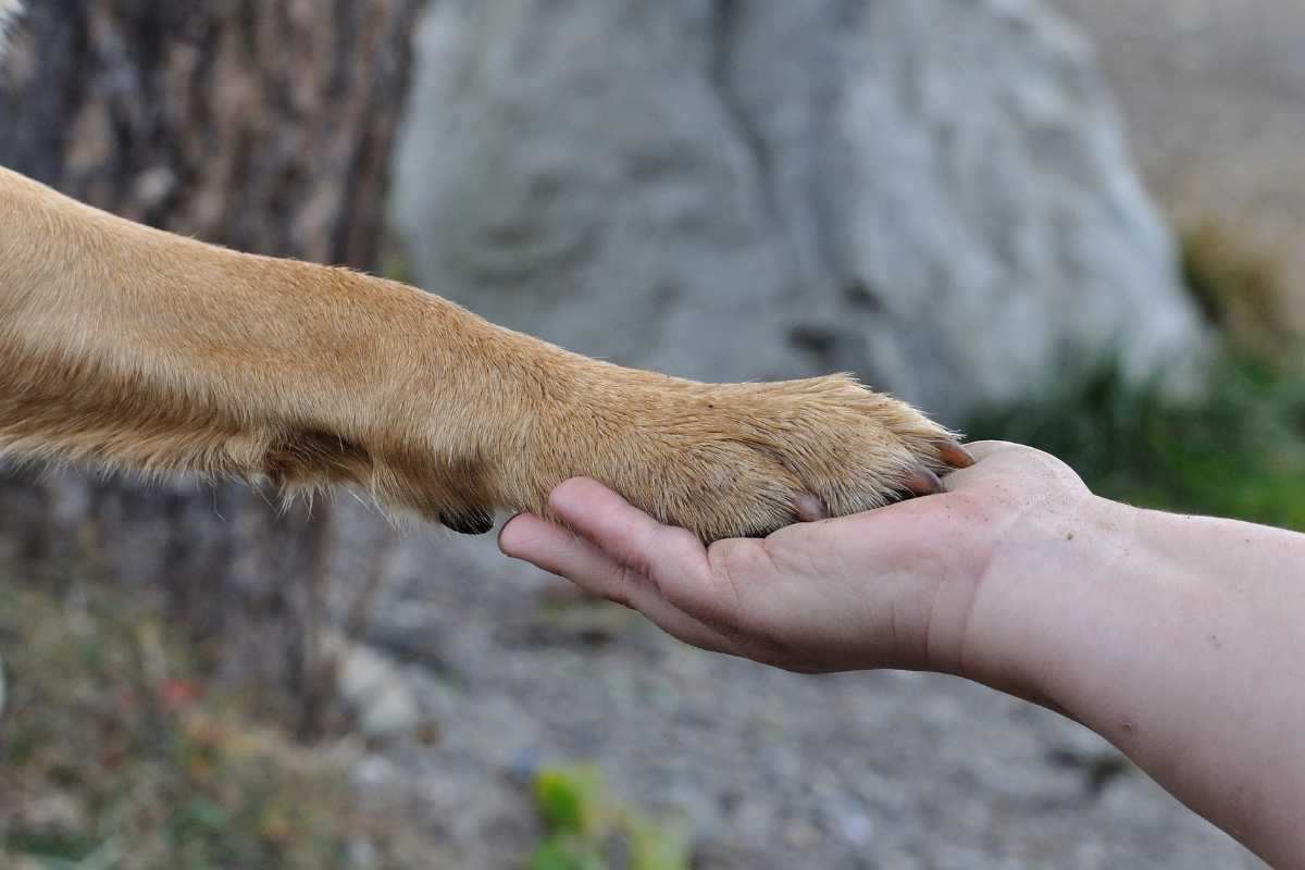 Cane: come costruire un rapporto di fiducia