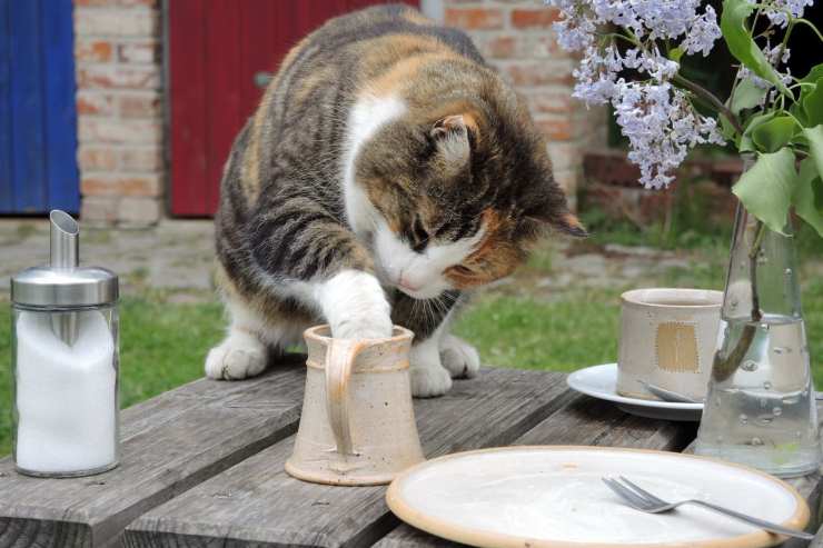 Gatto curioso