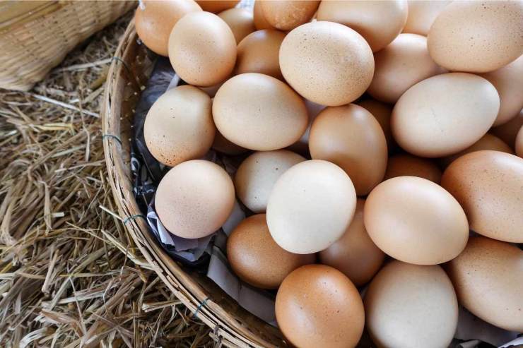 Prima l'uovo o la gallina? Tutta la verità