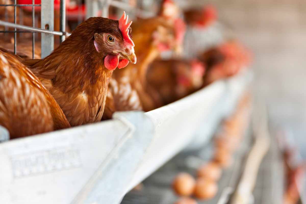 Prima l'uovo o la gallina? Tutta la verità