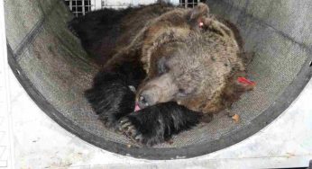 Orsa JJ4: rivelata la triste fine dei suoi cuccioli