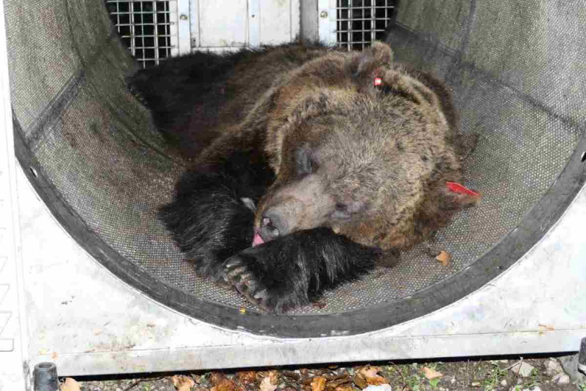 Orsa JJ4 cosa succederà cuccioli