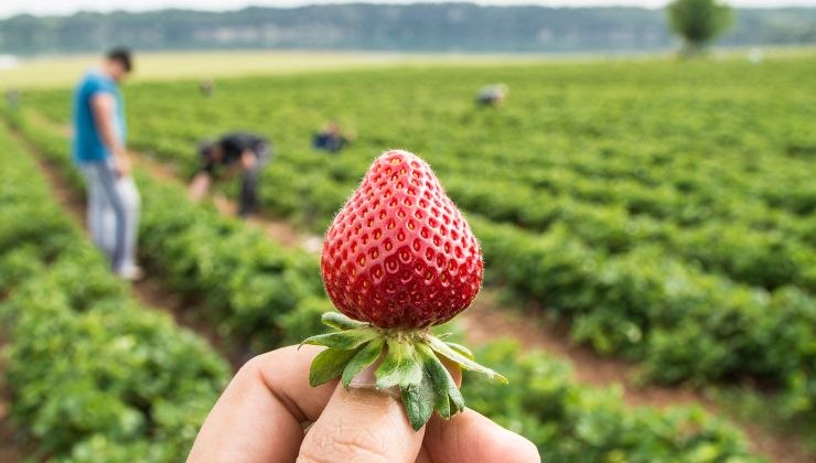 Da dove vengono le fragole contaminate