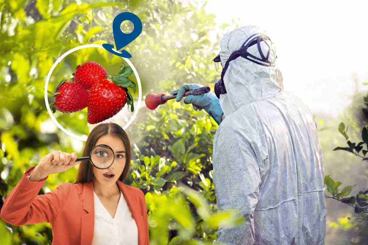 Fragole importate piene di pesticidi