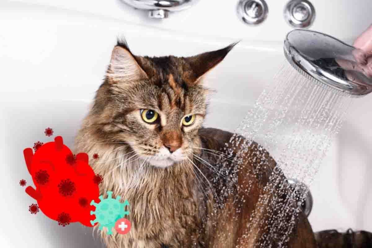 È possibile fare il bagno al tuo gatto