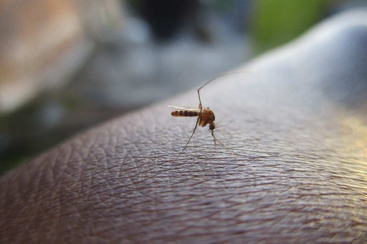 oms allarme nuovo virus pericoloso dengue
