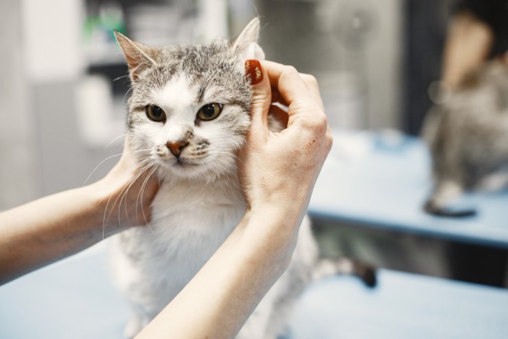 Quando fare il bagno al gatto