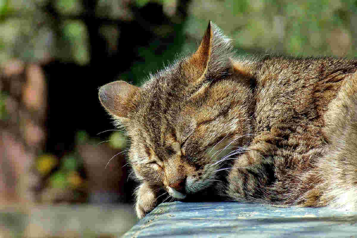 gatto in giardino