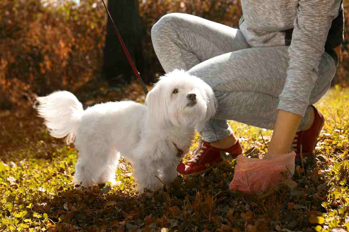 raccogliere bisogni del cane